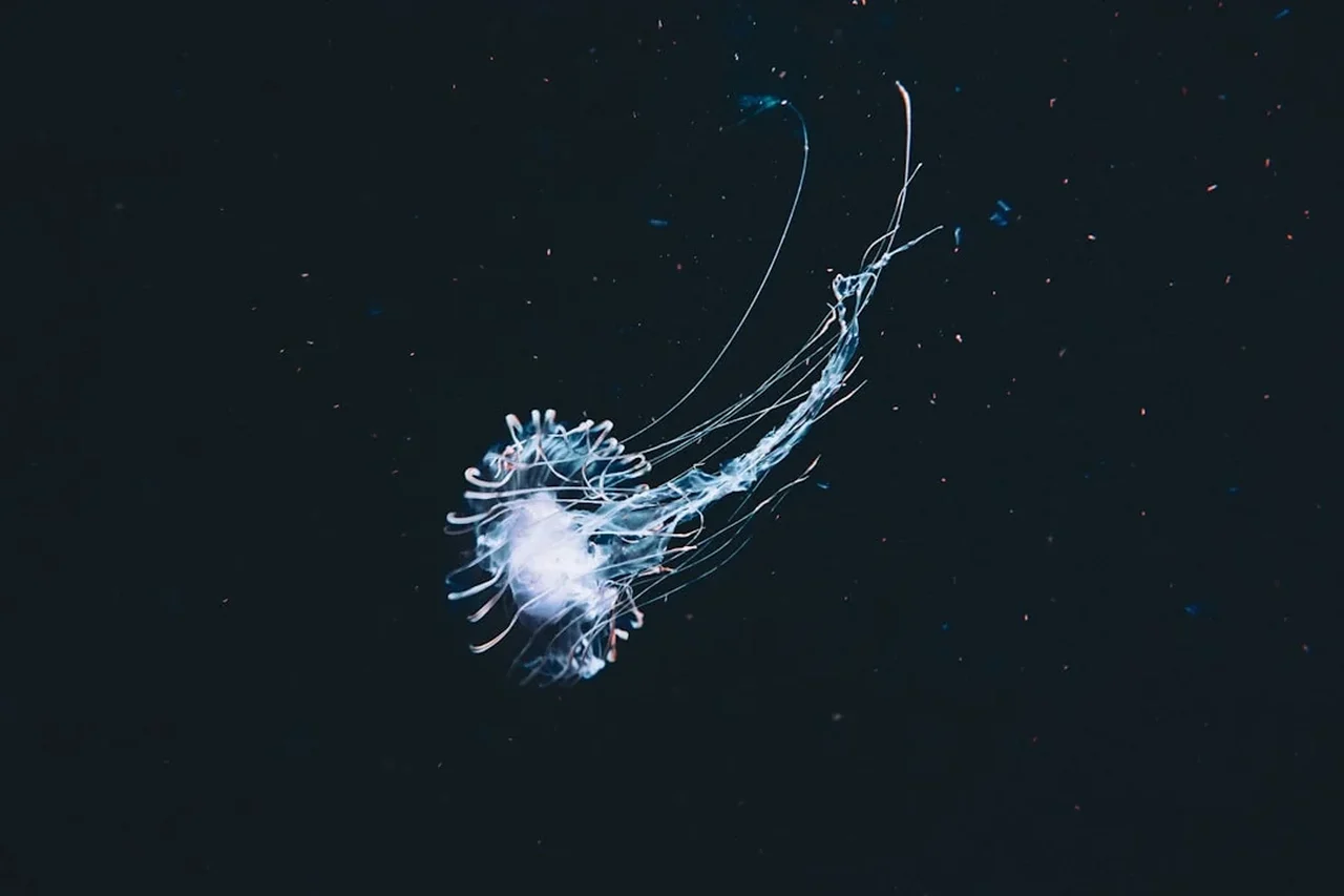 Creaturi misterioase descoperite în cele mai adânci zone ale oceanului